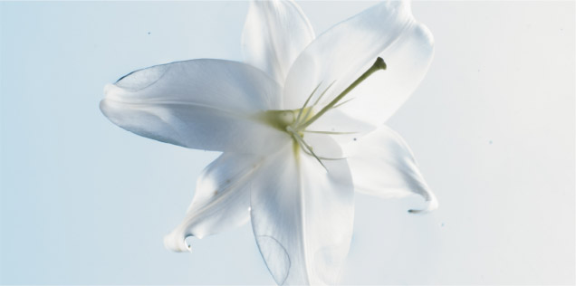 Implanlux-Mayte-16